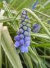 Muscari armeniacum (2014, March 27)