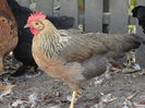 DSC02400
