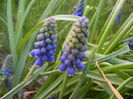 Muscari armeniacum (2014, March 27)