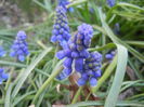 Muscari armeniacum (2014, March 27)