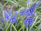 Muscari armeniacum (2014, March 27)