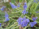 Muscari armeniacum (2014, March 29)
