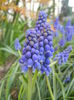 Muscari armeniacum (2014, March 29)