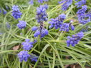 Muscari armeniacum (2014, March 29)