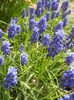 Muscari armeniacum (2014, April 01)