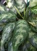 Aglaonema commutatum