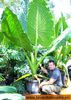 Alocasia Borneo Giant