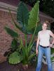 Alocasia Calidora