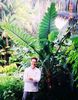 Alocasia portora