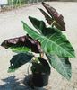 Alocasia Zulu Mask NEW