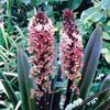 aOakhurstOrChocolatePineappleLily
