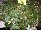 B_%20U402%20-%20Venezuelen%20species%20-%20Pridgen