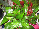 B_%20U555%20-%20exhibitor%20Harmony%20Foliage