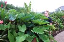 Colocasia Big Dipper