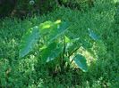 Colocasia esculenta