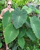 Colocasia Pink China