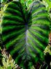 Colocasia TropiCools Madeira