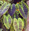 colocasia_esculenta_illustris_produktiva