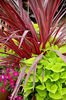 cordyline-Red-Star