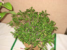 Euphorbia%20-%20Mary%20Buchotlz