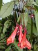 1797_Nematanthus%20corticola_stewart_stewart