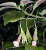 1798_Nematanthus%20fritschii_stewart_stewart