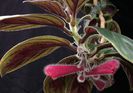 1811_Nematanthus%20monanthos_brothers_SI%2001-134