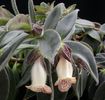 1829_Nematanthus%20species%20USBRG%2094-311_Brothers_SI%2094-311