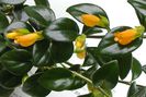1872_Nematanthus%20