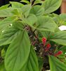 1902_Nematanthus%20villosus%20aggs04_myhr_unknown