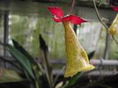 2061_Nematanthus%20brasiliensis_price_price