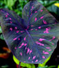 Caladium%20Bicolor