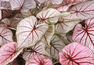 Caladium-Candy-Cane