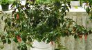 Nematanthus castanet