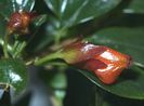 Nematanthus chaterbox