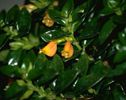 Nematanthus freckles