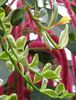 Nematanthus gregarius