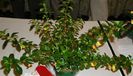 Nematanthus hawaiian jade