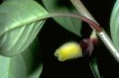 Nematanthus hirtellus