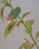 Nematanthus maculatus