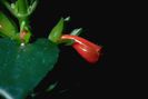 Nematanthus rio