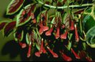 Nematanthus stoplight