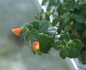 Nematanthus strigillosus 2