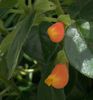 Nematanthus strigillosus