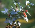 Nematanthus tropicana