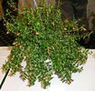Nematanthus wettsteinii