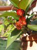 Nemathanthus Tropicana