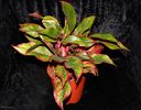 20130510aglaonema-crete-bb