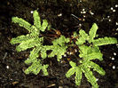 adiantum_pedatum_imbricatum