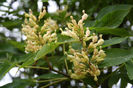 aesculus_flava